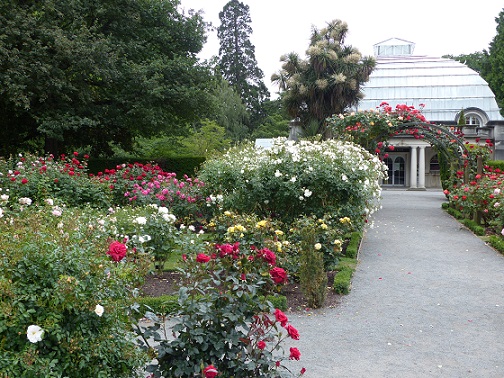 Roses in the Christchurch Botanical Garden, Dec 2015